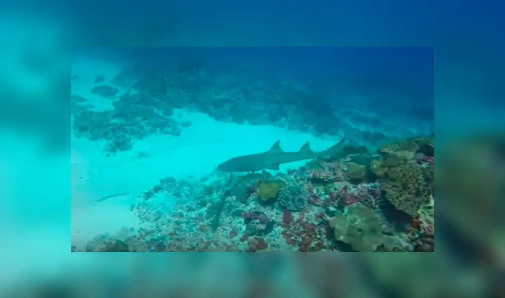 Desliza las imágenes hacia la izquierda para observar el salvaje ataque de un tiburón al toparse con un pulpo.