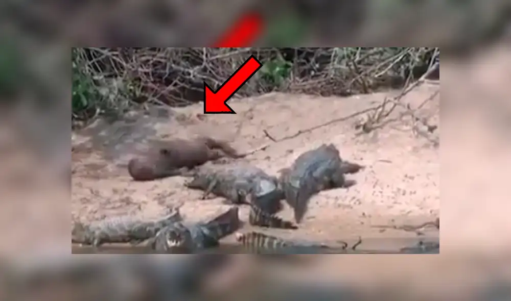 Una nutria y un grupo de caimanes protagonizaron un insólito momento que se volvió viral en las redes.