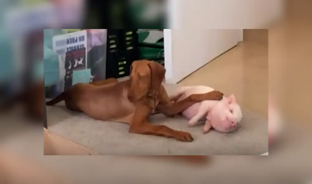 En YouTube, un joven acogió a un indefenso cerdo bebé y no imaginó la reacción de su perro al enterarse de la noticia. En YouTube, un joven acogió a un indefenso cerdo bebé y no imaginó la reacción de su perro al enterarse de la noticia.