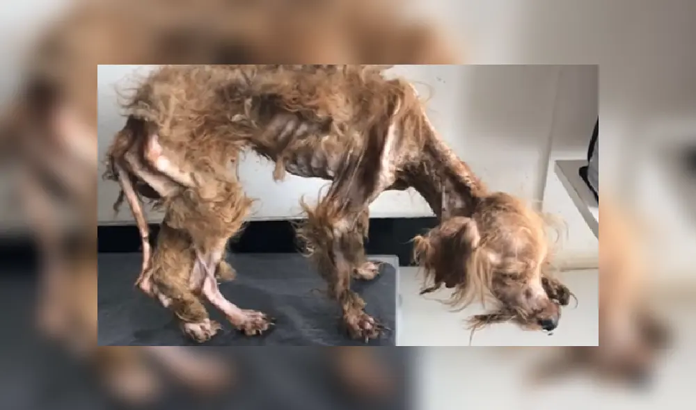 Desliza para ver más detalles sobre esta conmovedora historia que es viral en YouTube.