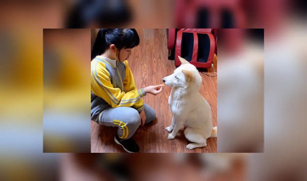 Desliza las imágenes hacia la izquierda para conocer el comportamiento de un perro para vigilar a su dueña. Foto: Captura.