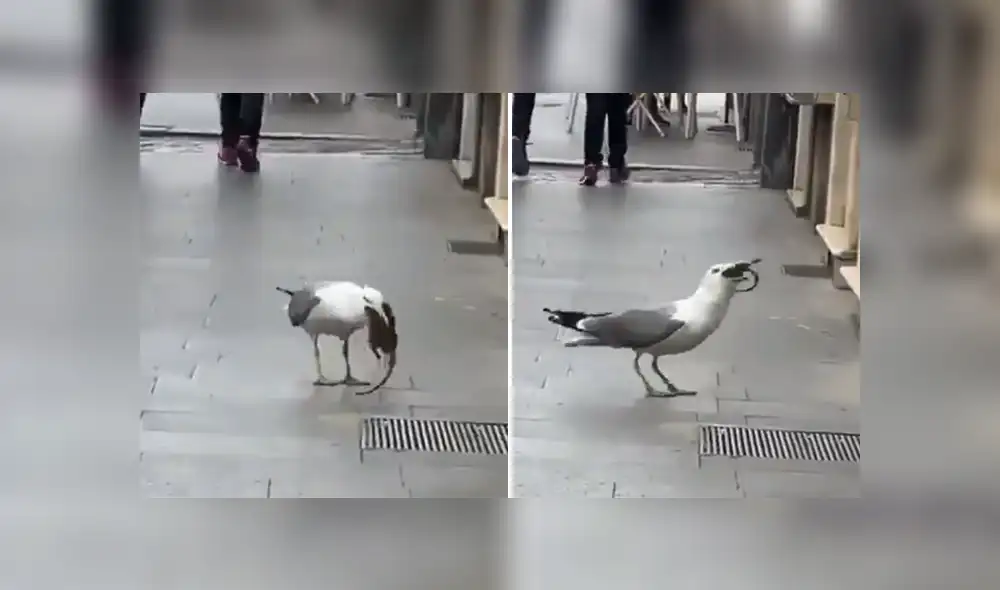 Se hizo viral una sorprendente escena en la que una gaviota devora a una rata. Foto: Facebook Se hizo viral una sorprendente escena en la que una gaviota devora a una rata. Foto: Facebook