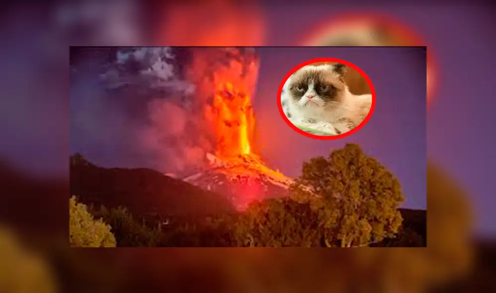 Twitter: Científico chileno enseña el 'carácter' de los volcanes usando gatos y la red 'delira' [FOTOS]