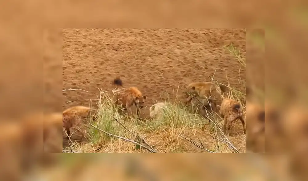 Vía Facebook: manada de hienas ataca a león y este se salva como en la película 'El Rey León' [VIDEO]