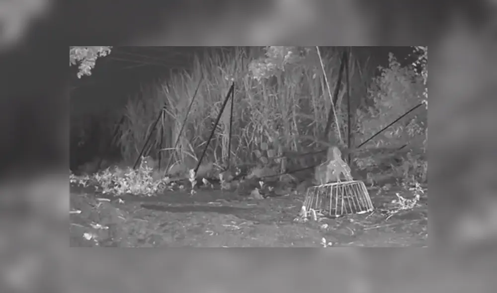 Desliza hacia la izquierda para ver algunas imágenes del conmovedor reencuentro del cachorro con su mamá leopardo. El video es viral en Facebook. Desliza hacia la izquierda para ver algunas imágenes del conmovedor reencuentro del cachorro con su mamá leopardo. El video es viral en Facebook.