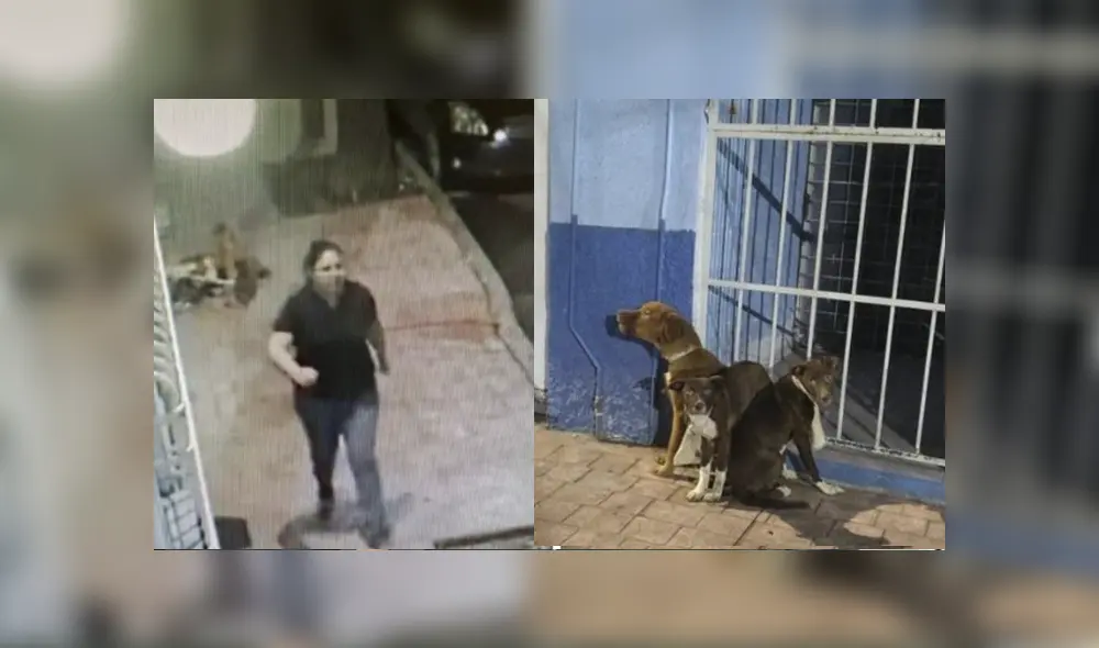 En la mañana, los empleados llegaron a la veterinaria y se encontraron a los perritos asustados. Foto: Facebook/captura