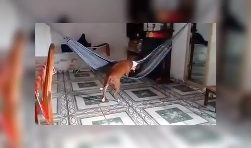 En Facebook, un joven se llevó tremenda sorpresa al descubrir que su perro se subió a la hamaca colocada en su sala. En Facebook, un joven se llevó tremenda sorpresa al descubrir que su perro se subió a la hamaca colocada en su sala.