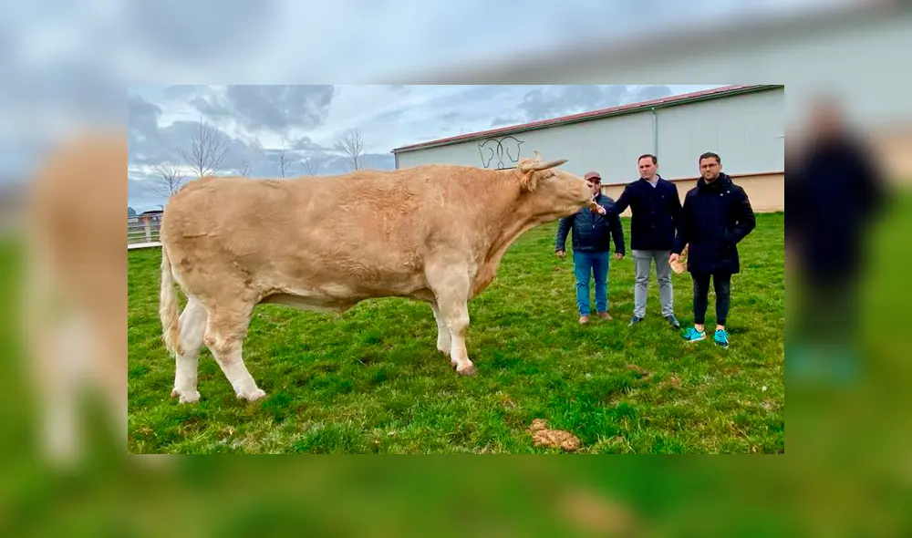 El buey también puede beber más de 70 litros de agua al día. Foto: J.C.CAPEL El buey también puede beber más de 70 litros de agua al día. Foto: J.C.CAPEL