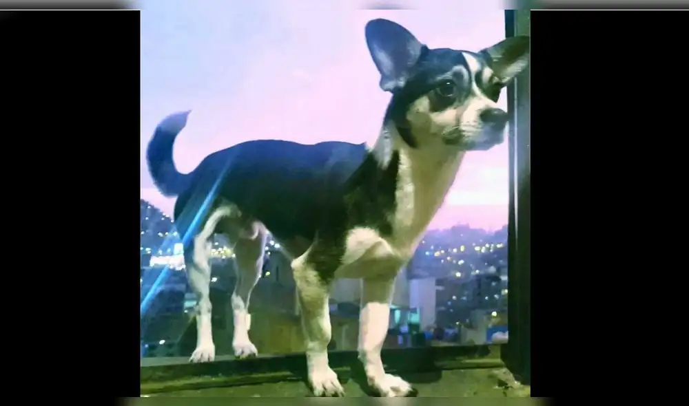 Huacho: ofrecen mil soles por encontrar a mascota desaparecida 