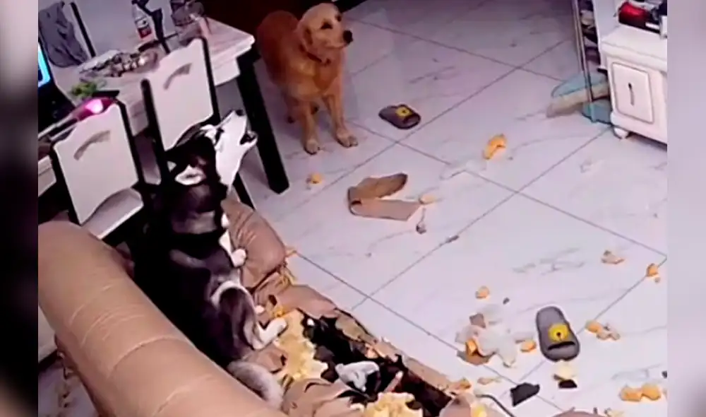 Uno de los canes se quedó echado sobre el suelo sin causar destrozos. Foto: Svetlana Var / TiKTok