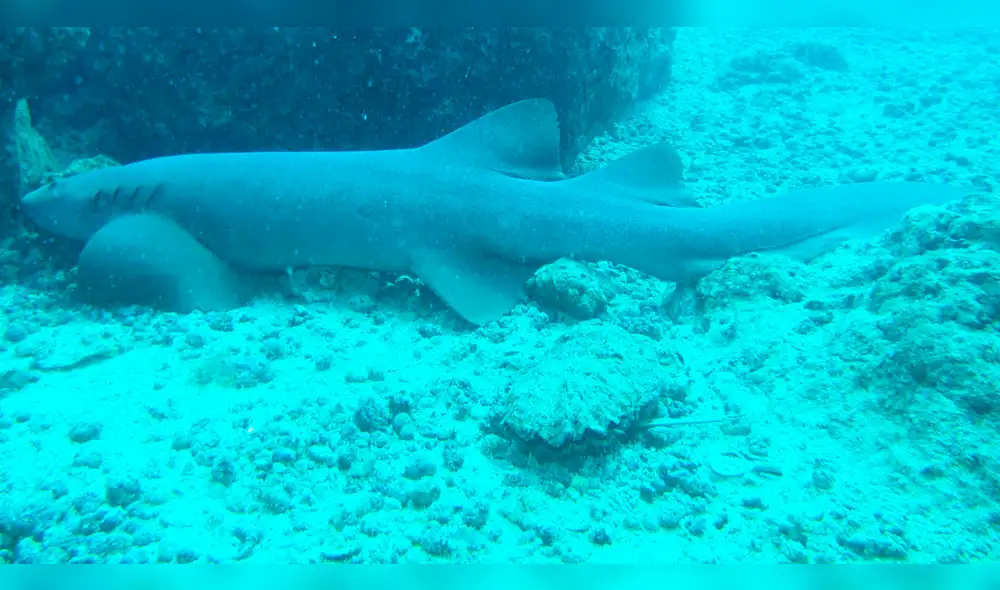YouTube: peligroso momento en que tiburón se acerca a orilla de Miami Beach [VIDEO]