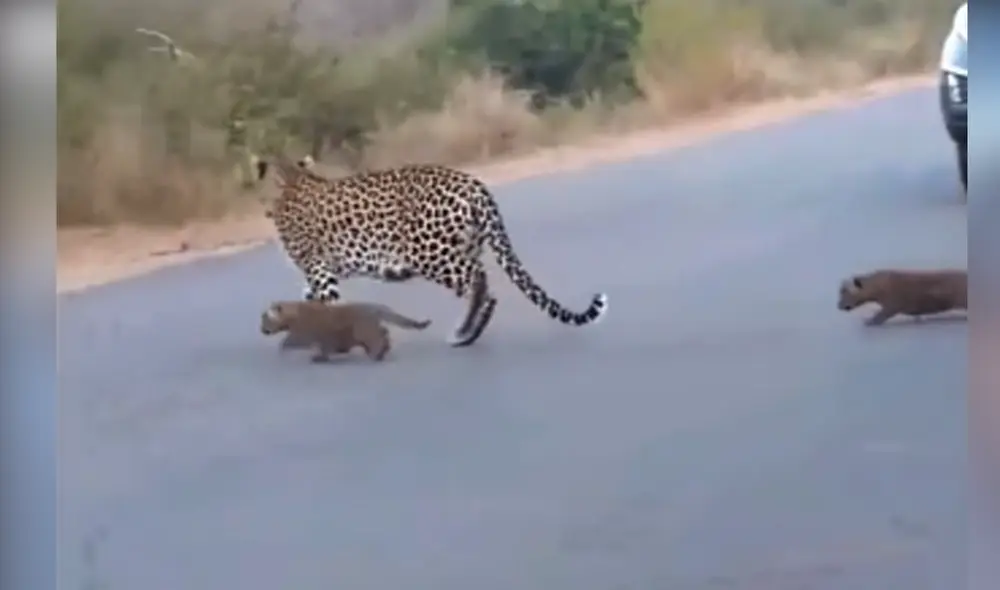Desliza hacia la izquierda para ver las imágenes del video viral. Foto: captura de YouTube.