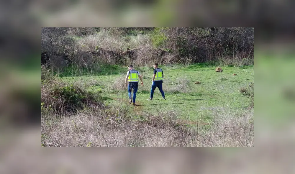 Lo acuchillan en descampado y termina siendo devorado por perros salvajes [VIDEO] 