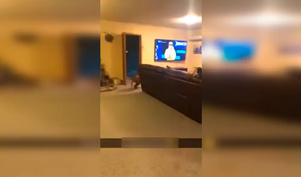 YouTube - animales YouTube - animales