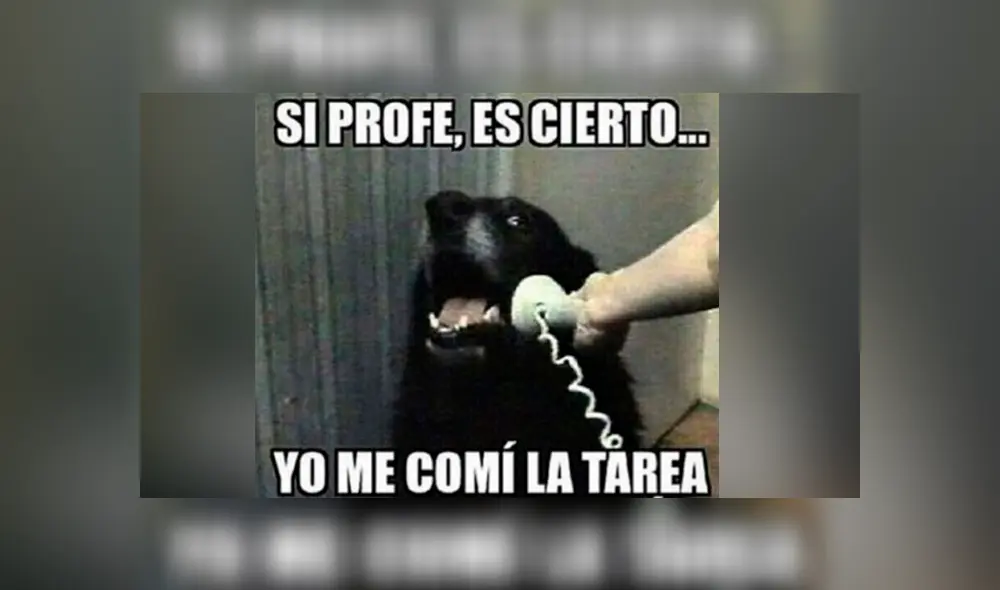 Día del maestro: alumnos recuerdan a sus queridos profesores con graciosos memes