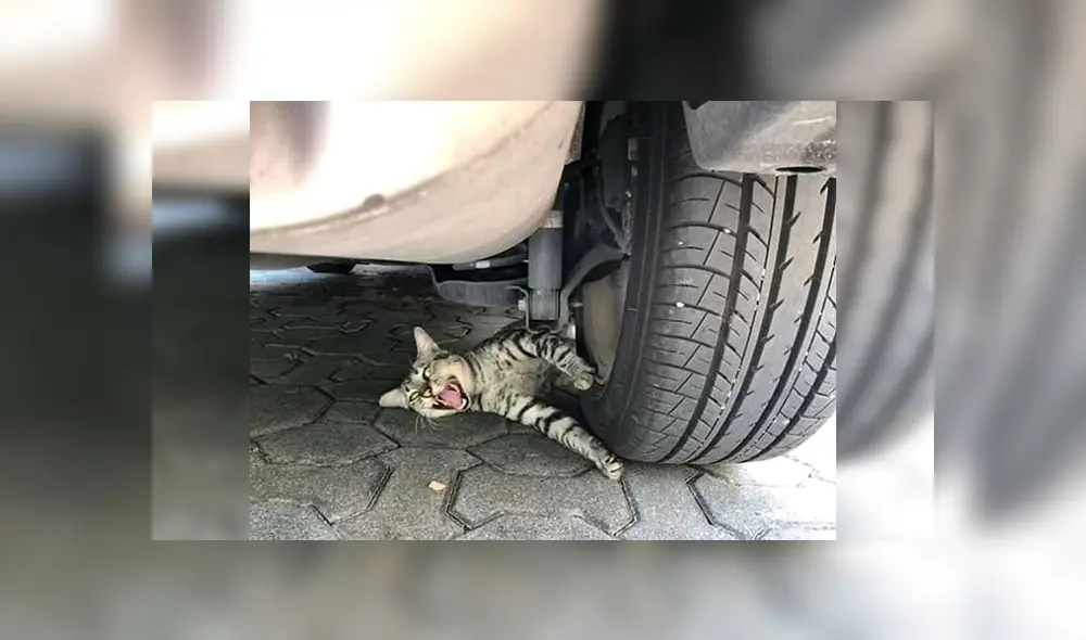 Facebook viral: cree que gato había sido aplastado por una llanta y se lleva una sorpresa [FOTOS]
