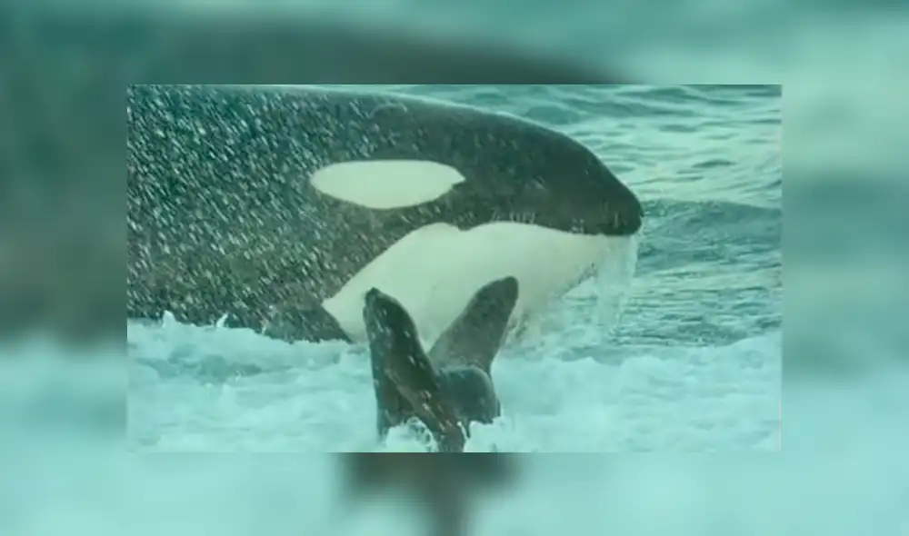 YouTube viral: Descomunal animal emerge del mar para tragar entero a un lobo marino [VIDEO] 