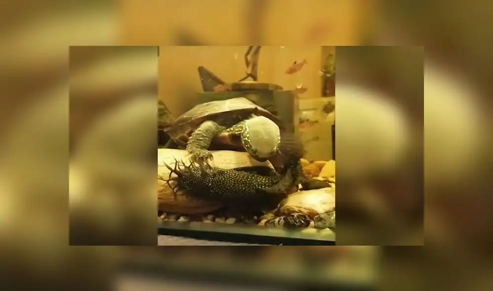 Desliza para conocer lo que pasó cuando una tortuga quiso jugar con un gruñón pez. Foto: Captura.