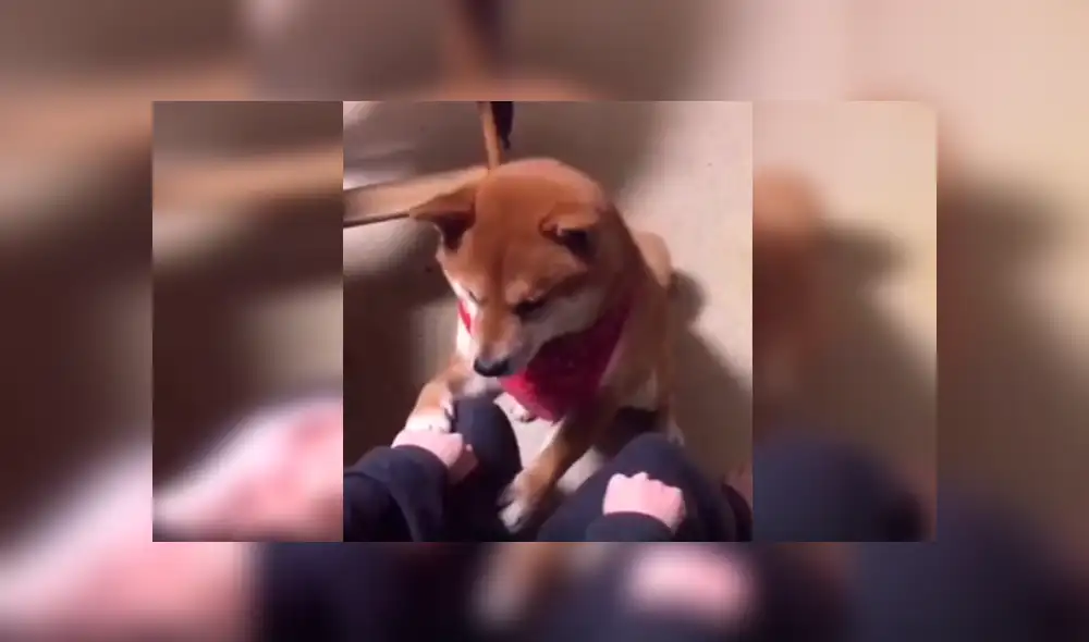 En Facebook, un perro perdió jugando con su dueño al querer encontrar un trozo de comida y conmovió con su reacción. En Facebook, un perro perdió jugando con su dueño al querer encontrar un trozo de comida y conmovió con su reacción.