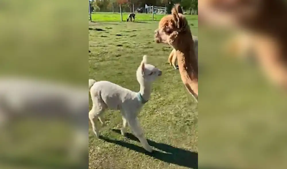 Desliza las imágenes para apreciar el amoroso gesto que tuvo una alpaca bebé cuando vio a su madre. Foto: Captura de YouTube Desliza las imágenes para apreciar el amoroso gesto que tuvo una alpaca bebé cuando vio a su madre. Foto: Captura de YouTube