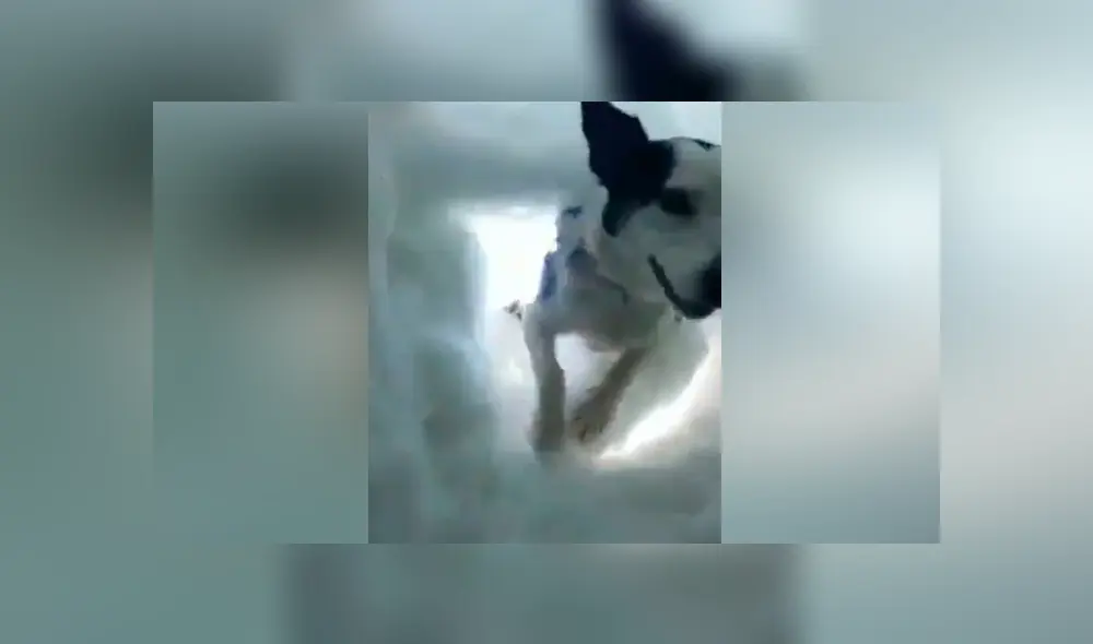 Video es viral en YouTube. El hombre sacó su celular para grabar su despedida, pero de pronto notó que alguien removía la nieve con sus ‘patitas’ y se acercaba a lamerle la cara para mantenerlo caliente. Foto: Captura.