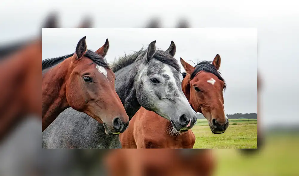 Joven queda inconsciente al recibir contundente patada de un caballo [VIDEO]