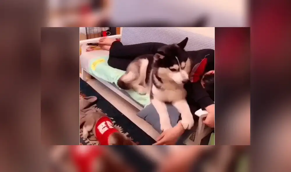 Facebook viral: perro encuentra a su dueño junto a otra mascota y hace esto por celos [VIDEO]