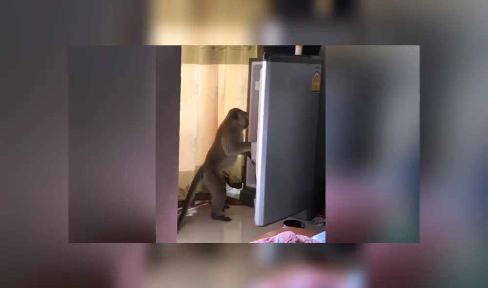 Una familia capta el momento en que un mono ingresa a su casa y les roba comida de la cocina. Foto: YouTube