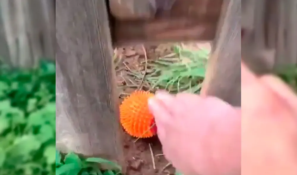 Desliza para ver la secuencia del viral. Foto: Captura/YouTube