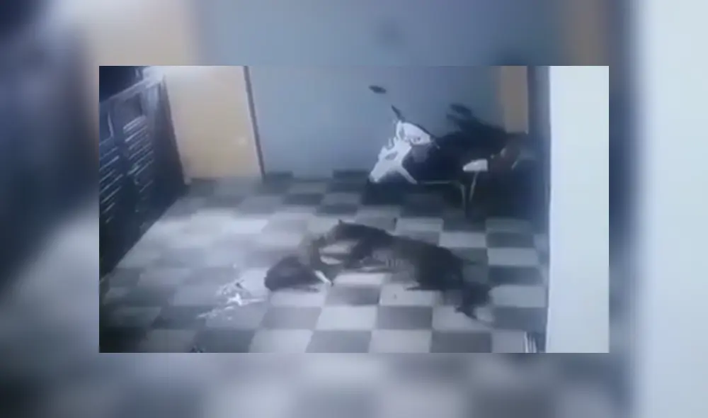 A través de YouTube se hizo viral el momento en que un furioso leopardo ataca ferozmente a un perro. A través de YouTube se hizo viral el momento en que un furioso leopardo ataca ferozmente a un perro.