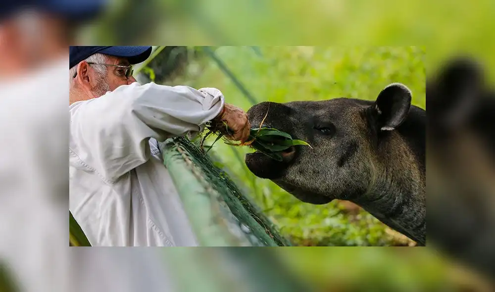 El tapir, mamífero autóctono de Sudamérica, continúa en peligro de extinción [FOTOS]