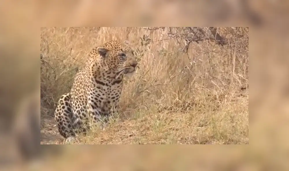 Enorme elefante defiende a ciervo que fue atacado por feroz leopardo [VIDEO]  