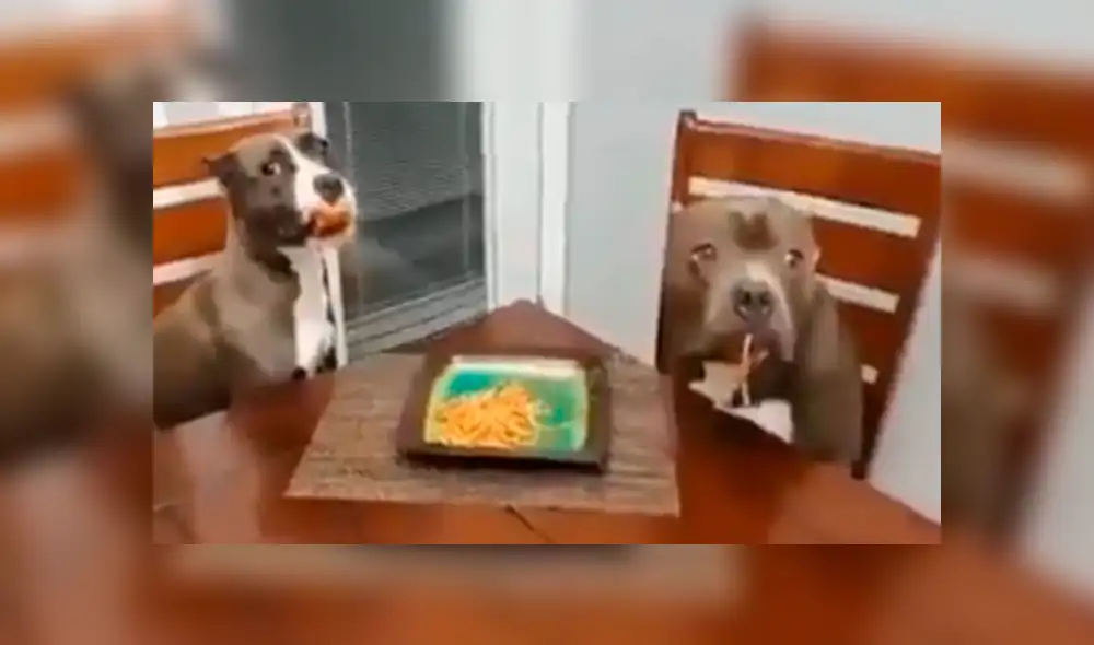 Facebook viral: Dejó su plato de comida en la mesa y sus perros hicieron esto con ella [VIDEO]