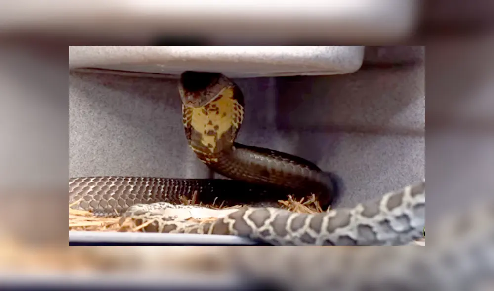 Desliza hacia la izquierda para ver el feroz ataque de una serpiente que se volvió viral en Facebook.