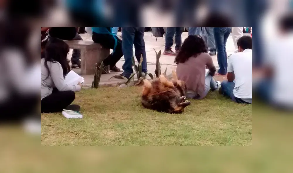 Facebook: alumnos de la UNMSM comparten fotografías inéditas de 'Perrovaca' [FOTOS]