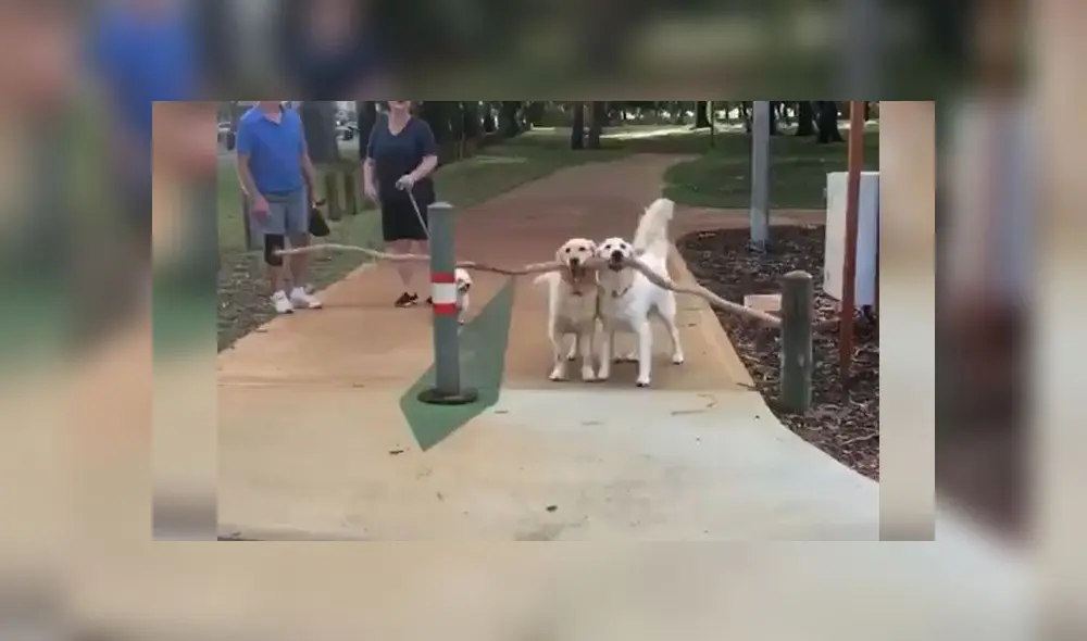 Desliza para conocer a estos dos perritos que lograron levantar una enorme rama y llevársela a su dueña. Foto: Captura
