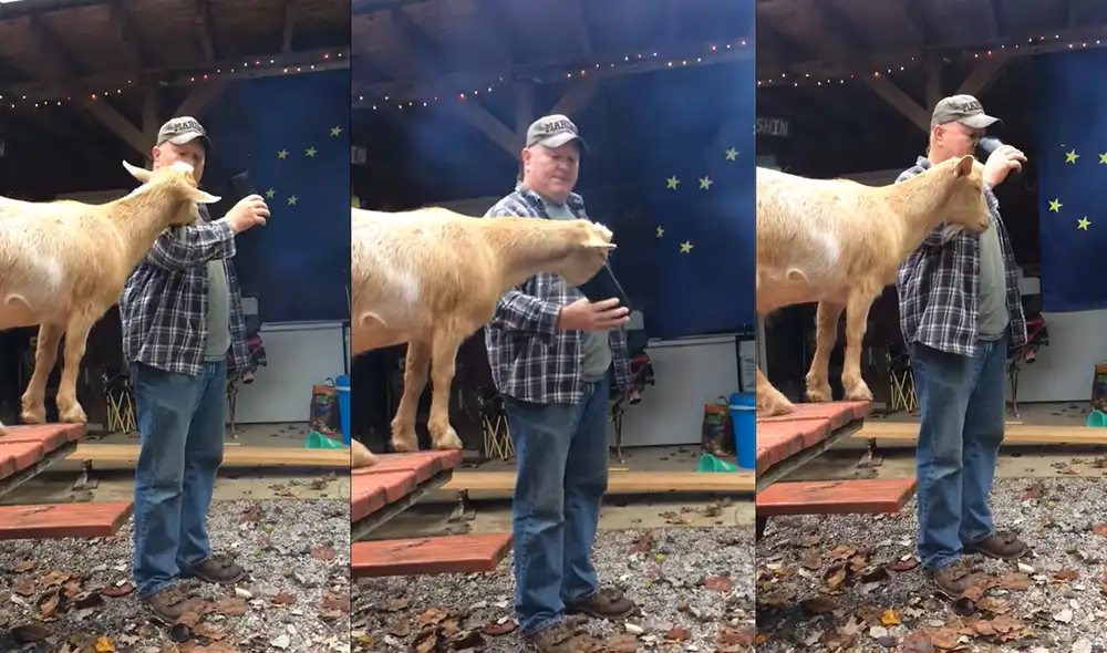 La cabra disfrutando de un trago de Coca - Cola. Foto: captura de YouTube