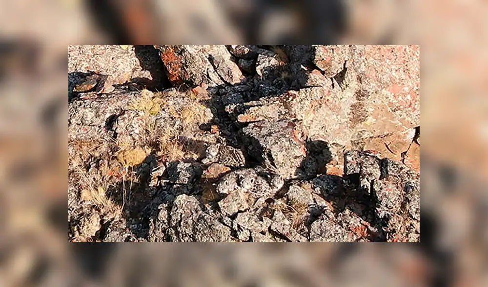 El desafío visual consiste en hallar a cuatro crías de leopardos en menos de 10 segundos. ¿Podrás hacerlo? Foto: captura