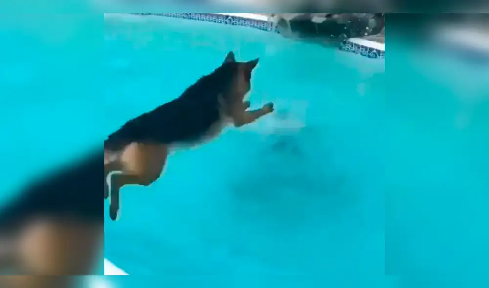 Facebook viral: perro se lanza a piscina para salvar a su dueña que se estaba ahogando [VIDEO]