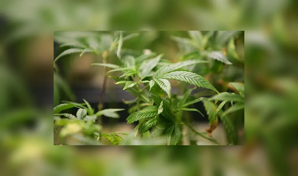 Otorgan amparo para uso de marihuana medicinal a menor de edad