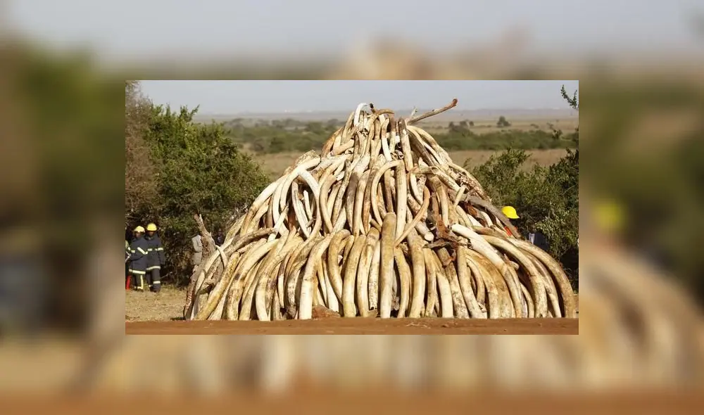 Hombre fue detenido mientras intentaba vender unos 100 kilos de colmillos de elefantes. Foto: Difusión Hombre fue detenido mientras intentaba vender unos 100 kilos de colmillos de elefantes. Foto: Difusión