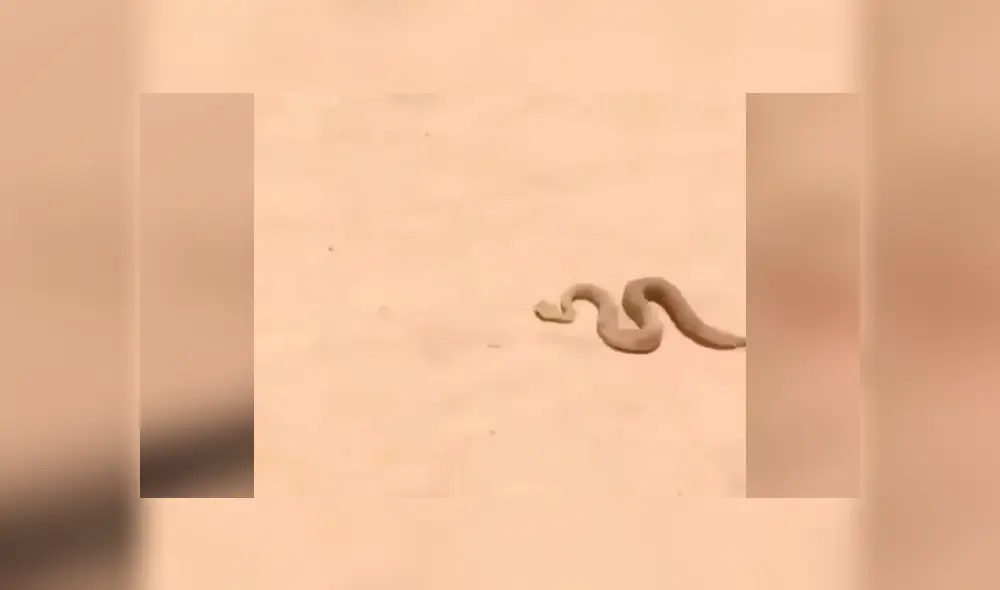 En Facebook se volvió viral la extraña aparición que hizo una peligrosa serpiente para atacar a un joven.
