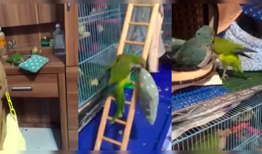 YouTube: Loro roba almohada de su amigo y la lleva a su propia jaula [VIDEO]