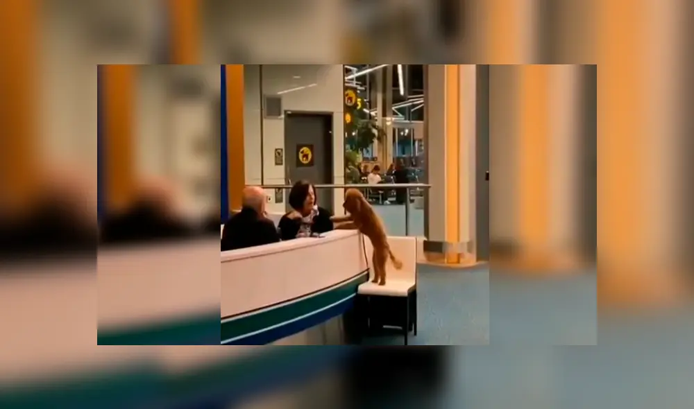 En Facebook, un perro cautivó con su comportamiento al pedir unas amorosas caricias a una trabajadora. En Facebook, un perro cautivó con su comportamiento al pedir unas amorosas caricias a una trabajadora.