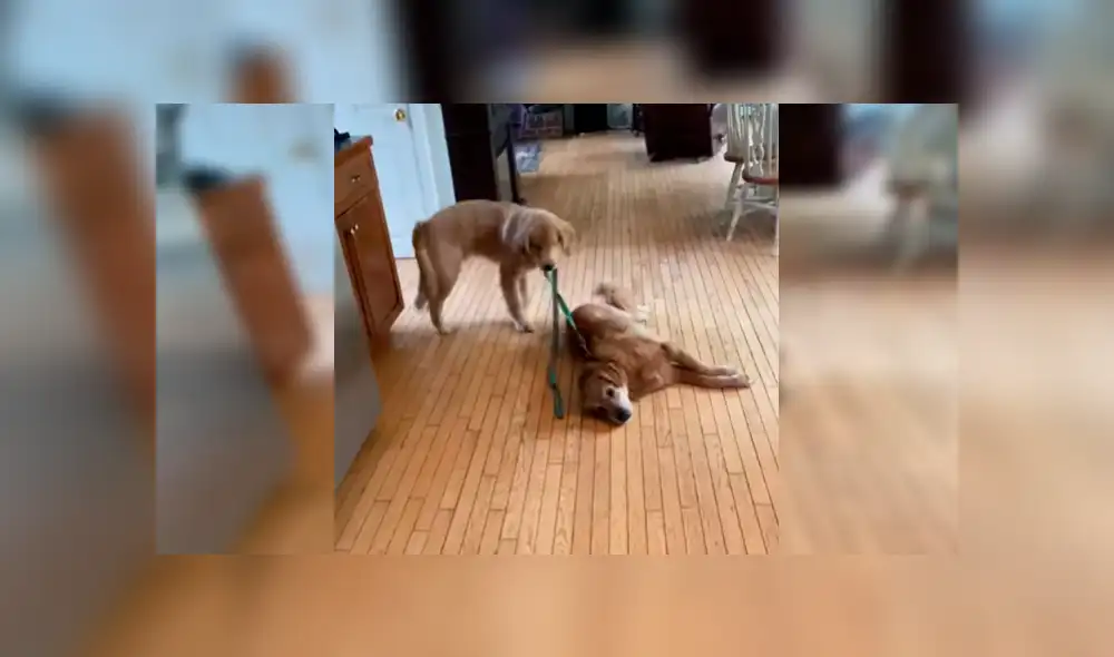 Video es viral en Facebook. Cachorro hizo de todo por levantar al astuto can, que estaba permanecía tirada en el piso sin mover una sola parte de su cuerpo Video es viral en Facebook. Cachorro hizo de todo por levantar al astuto can, que estaba permanecía tirada en el piso sin mover una sola parte de su cuerpo