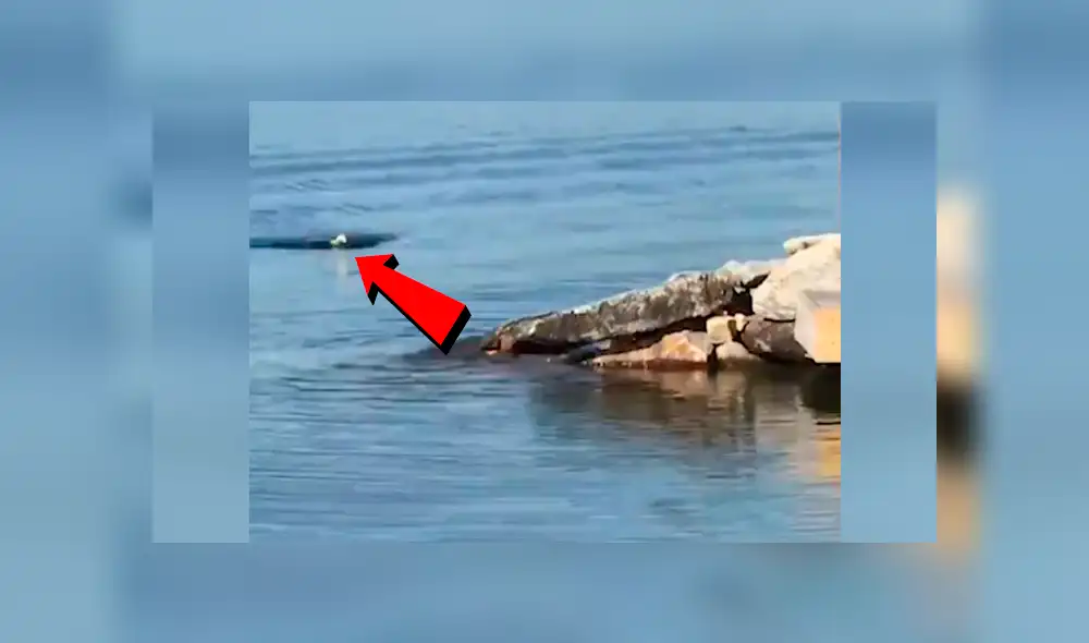 YouTube viral: águila  es captada nadando como una persona y provoca confusión en miles [VIDEO]