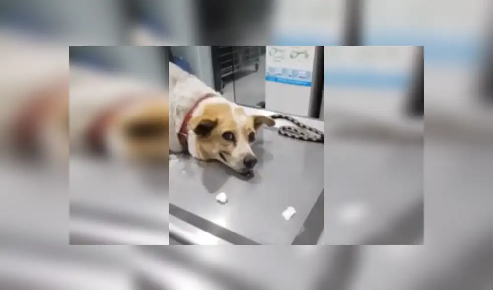 Desliza las imágenes para ver más detalles de este tierno perrito y su 'sonrisa'. (Foto: captura) Desliza las imágenes para ver más detalles de este tierno perrito y su 'sonrisa'. (Foto: captura)