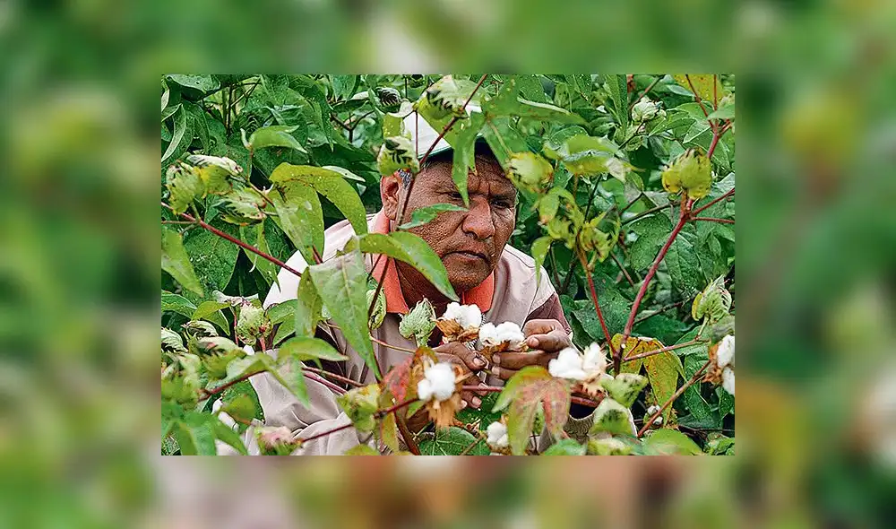 Dirección de Agricultura pide no sembrar algodón a comienzos del 2018 por plagas