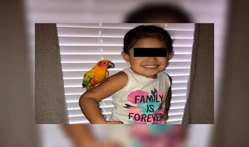 YouTube viral: temible loro es entrenado por una niña para que ataque cuando ella se lo pide [VIDEO]