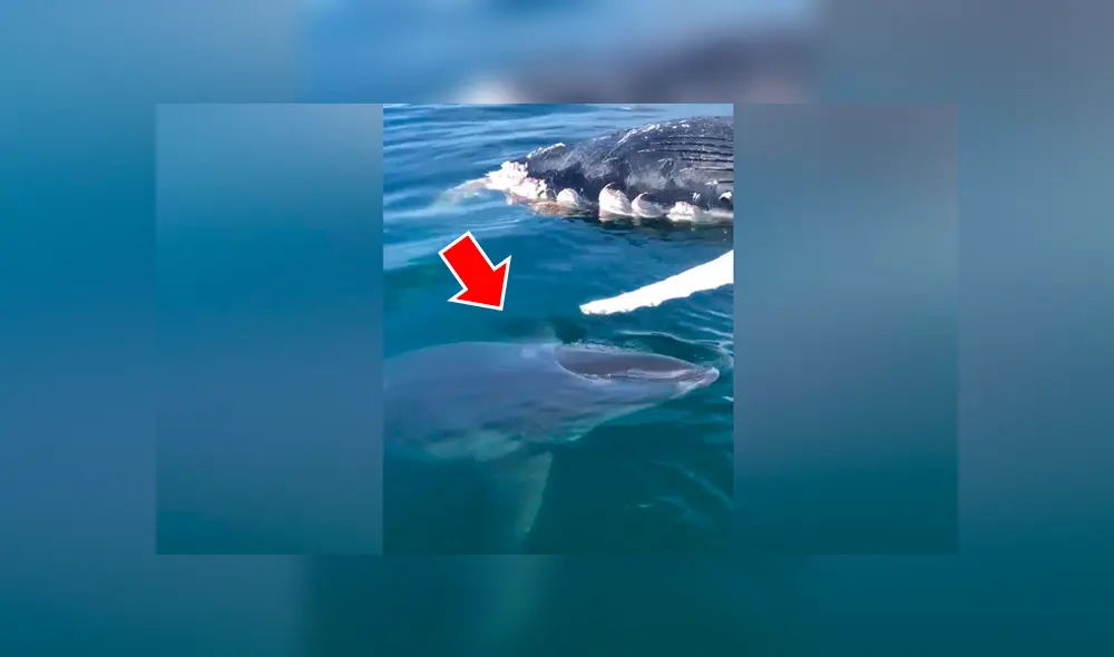 Un video viral de YouTube registró el instante en que un hombre intentó extraer a una gigantesca ballena muerta del mar, pero un hambriento tiburón se lo impidió.